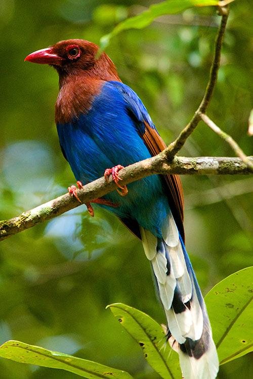 Blue Magpie